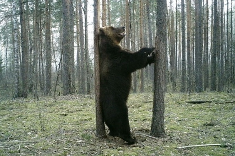 Что делать при встрече с медведем.
