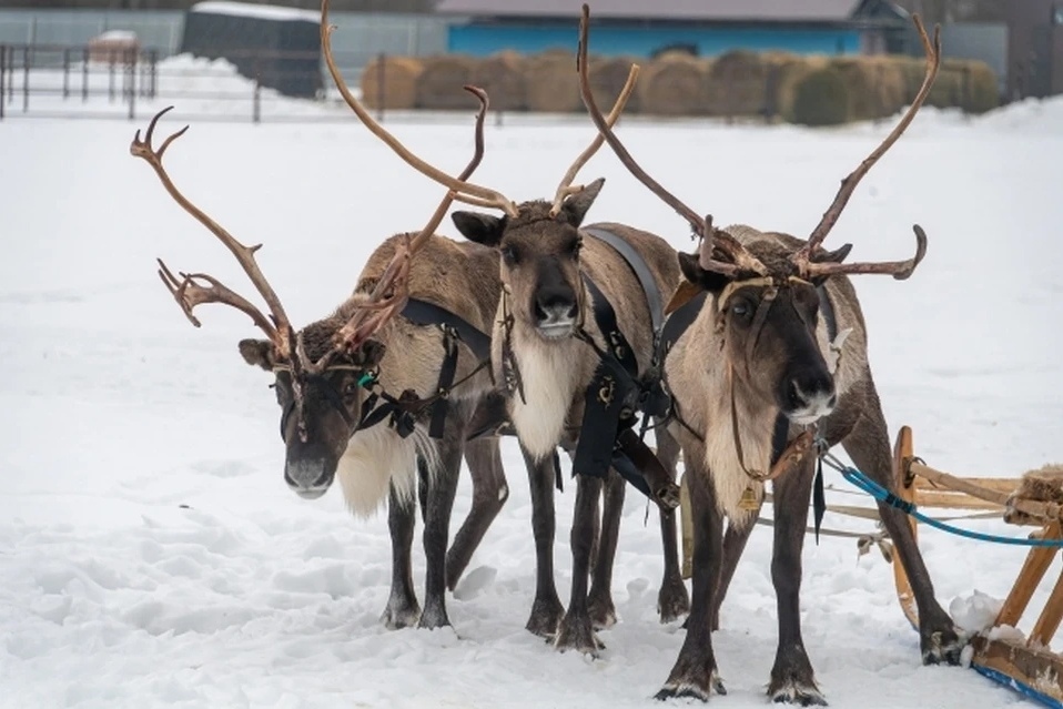 За три года Республика Коми получила в рамках Президентской арктической субсидии более 1 млрд рублей.