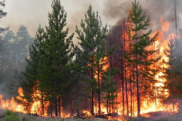 В лесах Коми введен особый противопожарный режим .