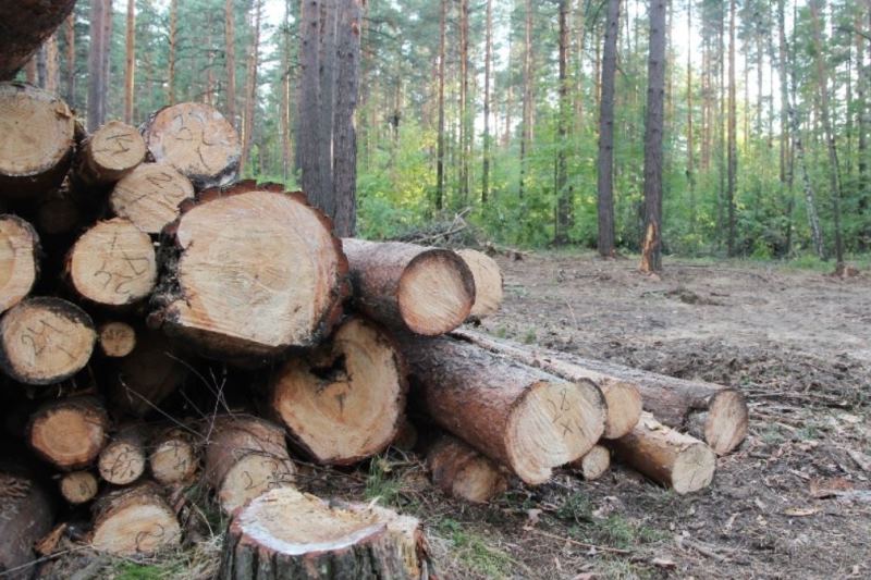 Изменились нормативы заготовки гражданами древесины.