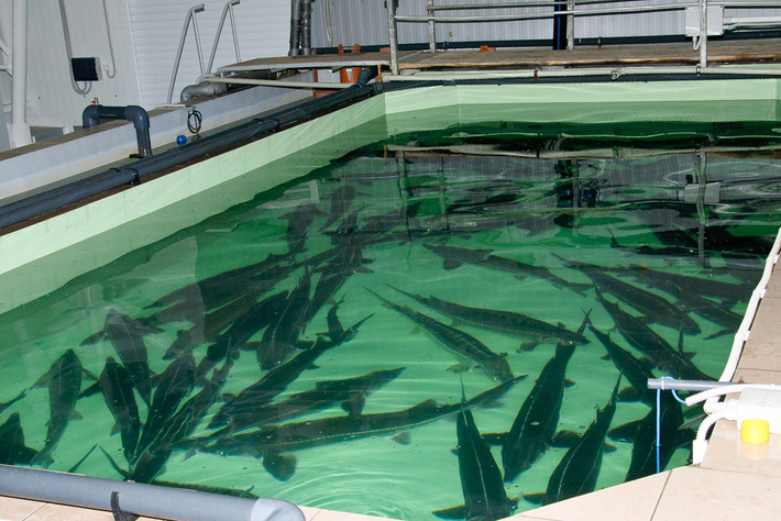 Правовые основы осуществления товарной аквакультуры (товарного рыбоводства).